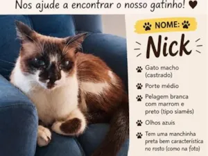 Gato raça Siamês idade 2 anos nome Nick