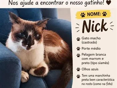 Gato raça Siamês idade 2 anos nome Nick