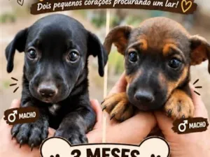 Cachorro raça SRD-ViraLata idade 2 a 6 meses nome Pretinho e Marronzinho