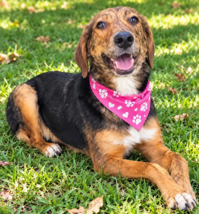 Cachorro raça SRD-ViraLata idade 2 anos nome Pintadinha 