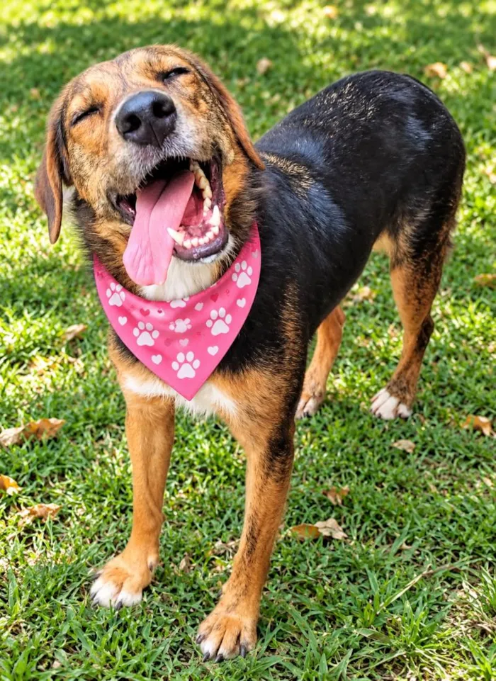 Cachorro raça SRD-ViraLata idade 2 anos nome Pintadinha 