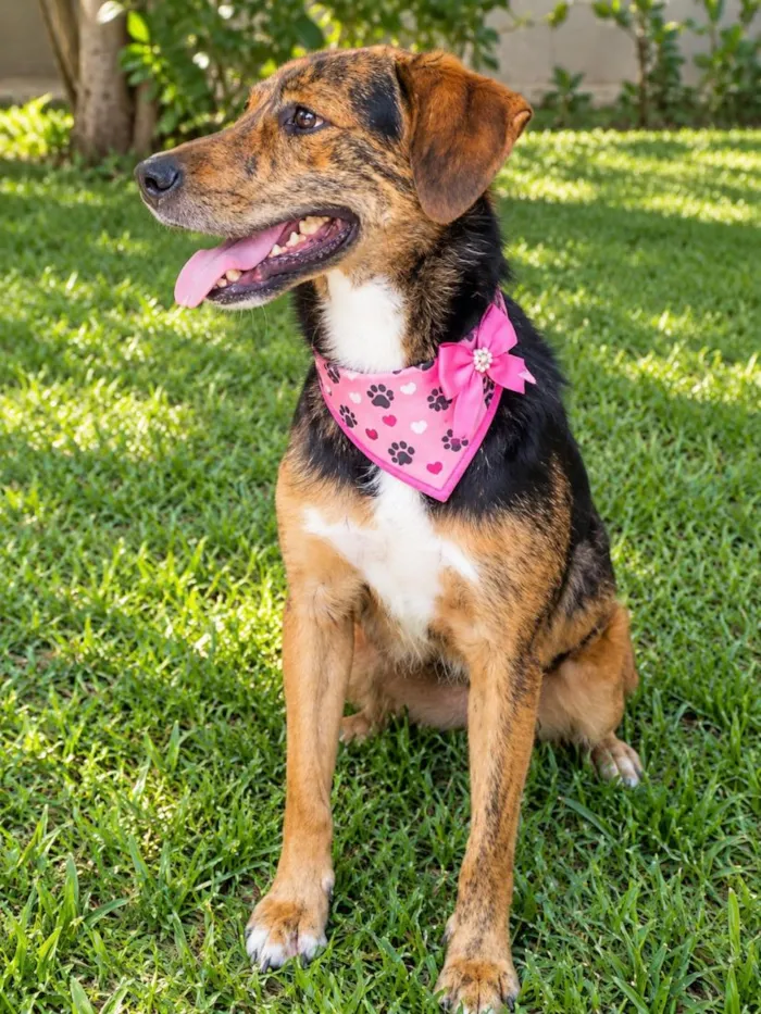 Cachorro raça SRD-ViraLata idade 2 anos nome Pintadinha 