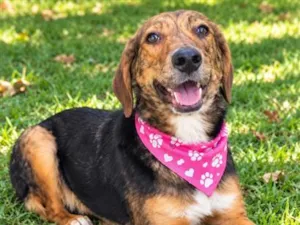 Cachorro raça SRD-ViraLata idade 2 anos nome Pintadinha 