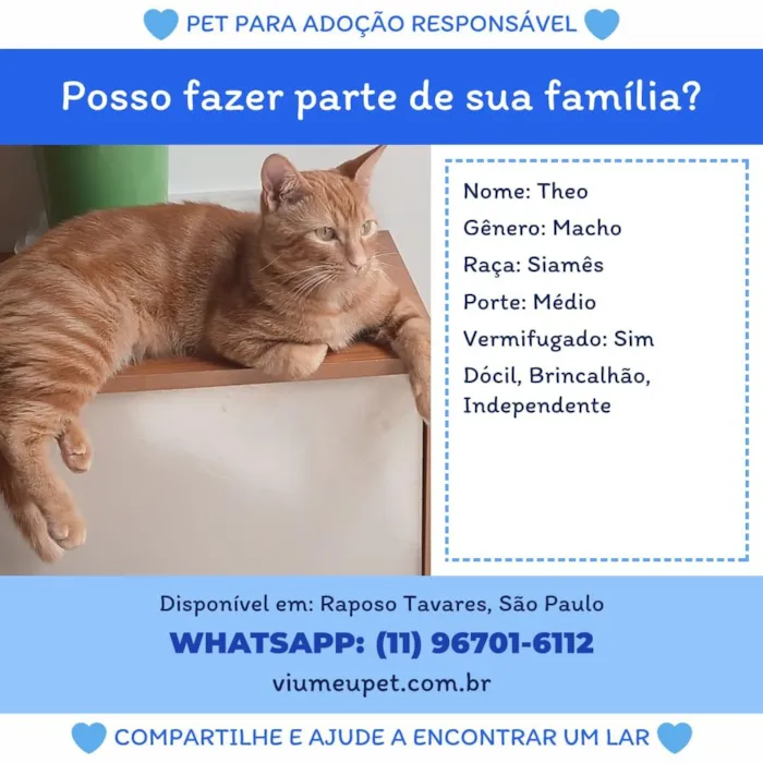 Gato raça Siamês idade 7 a 11 meses nome Theo