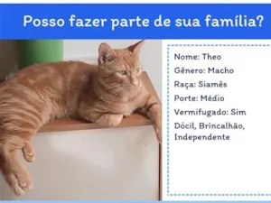 Gato raça Siamês idade 7 a 11 meses nome Theo