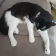 mia 
