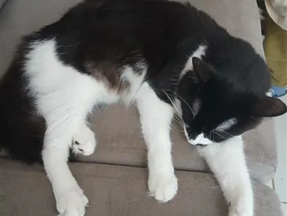 Gato raça SRD-ViraLata idade 1 ano nome mia 