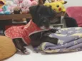 Nala