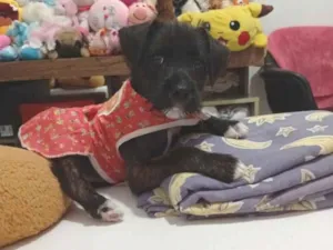 Cachorro raça SRD-ViraLata idade 2 a 6 meses nome Nala