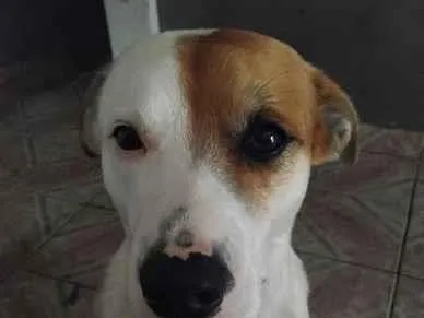 Cachorro raça SRD-ViraLata idade 4 anos nome Paçoca 