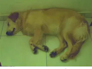 Cachorro raça Labrador idade 7 a 11 meses nome Bento 