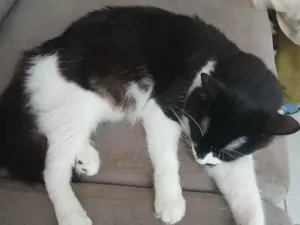 Gato raça SRD-ViraLata idade 1 ano nome mia 