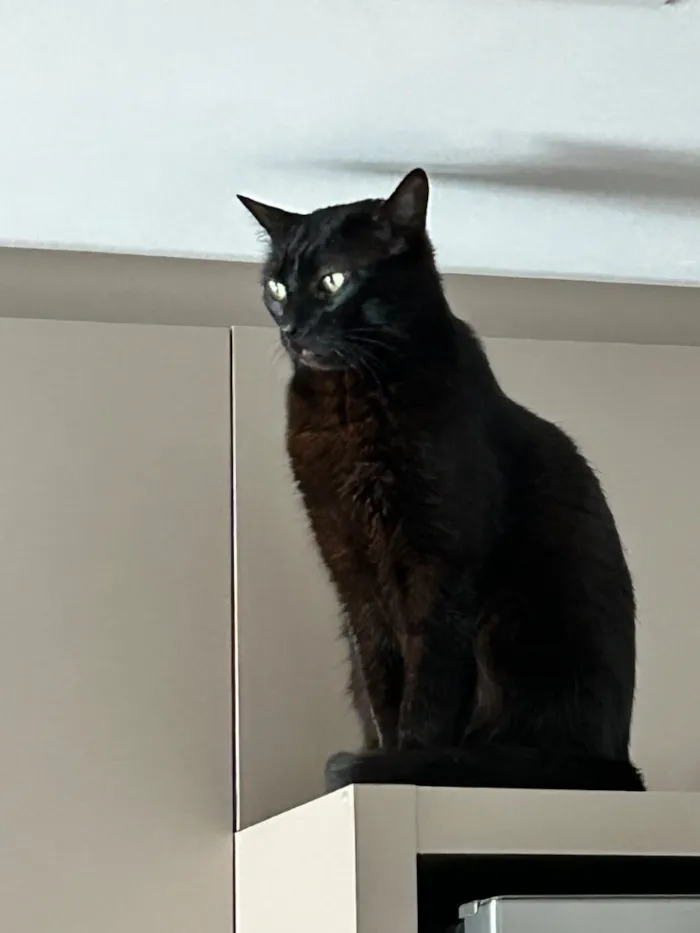Gato raça SRD-ViraLata idade 6 ou mais anos nome Priscila 