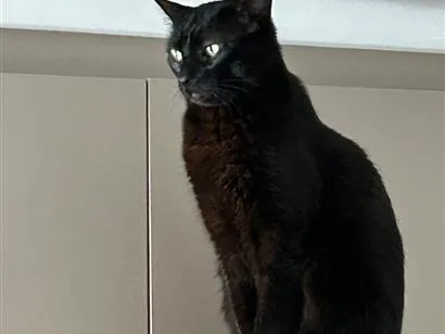 Gato raça SRD-ViraLata idade 6 ou mais anos nome Prica