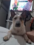 clyde
