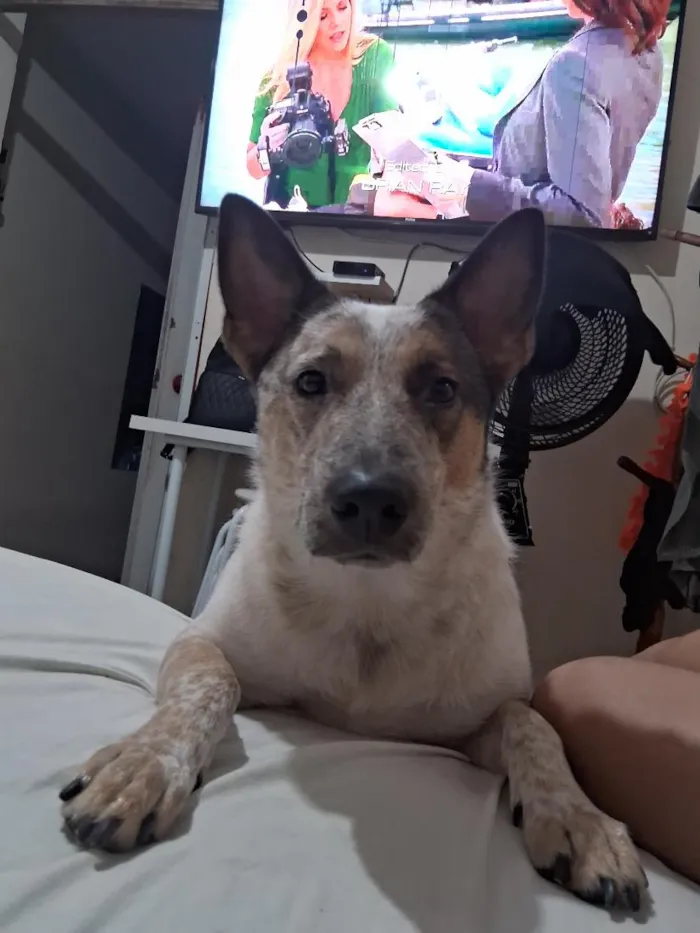 Cachorro raça SRD-ViraLata idade 6 ou mais anos nome clyde