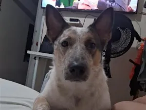 Cachorro raça SRD-ViraLata idade 6 ou mais anos nome clyde