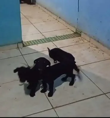 Cachorro raça SRD-ViraLata idade 2 a 6 meses nome Não tem
