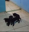 Não tem