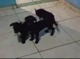 Não tem