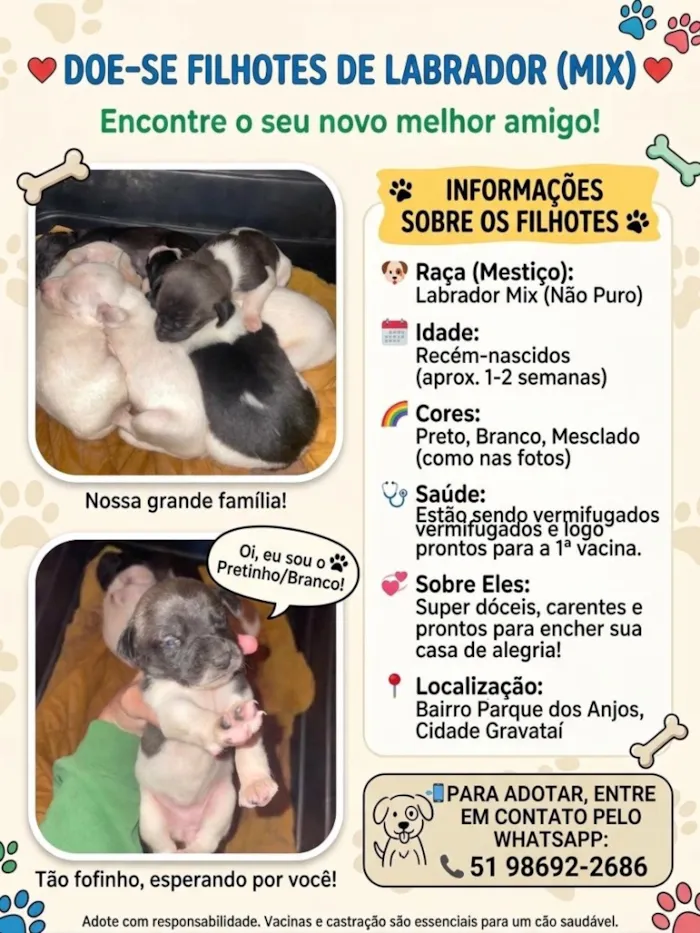 Cachorro raça Labrador idade 2 a 6 meses nome Não possuem 