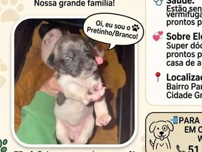 Cachorro raça Labrador idade 2 a 6 meses nome Não possuem 