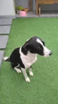 Milka