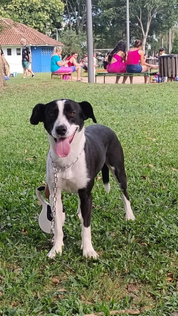 Cachorro raça SRD-ViraLata idade 2 anos nome Milka