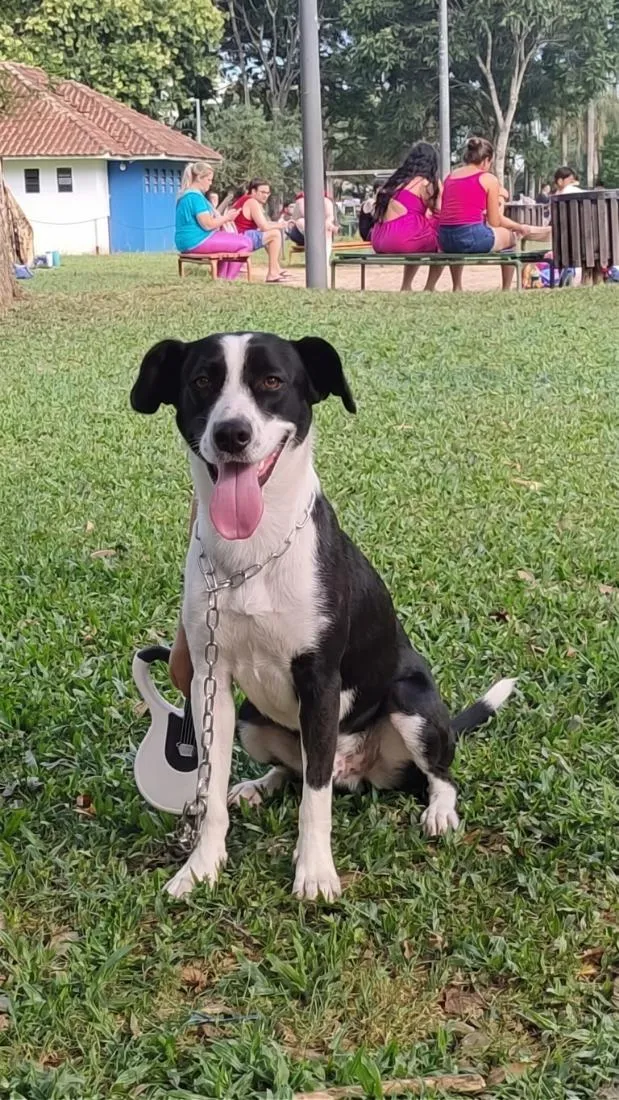 Cachorro raça SRD-ViraLata idade 2 anos nome Milka
