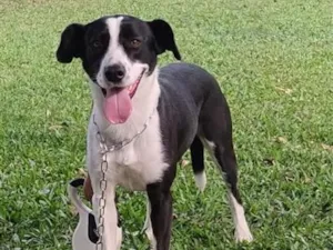Cachorro raça SRD-ViraLata idade 2 anos nome Milka