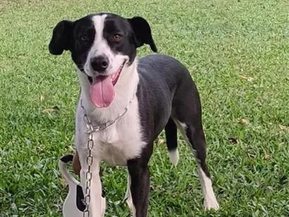 Cachorro raça SRD-ViraLata idade 2 anos nome Milka