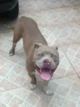 Bruce