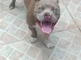 Bruce