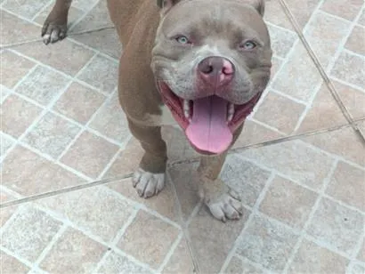 Cachorro raça Pit-Bull idade 1 ano nome Bruce