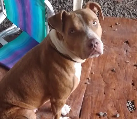 Cachorro raça Pit-Bull idade 3 anos nome Brutos