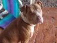 Brutos