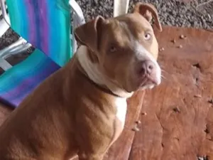 Cachorro raça Pit-Bull idade 3 anos nome Brutos