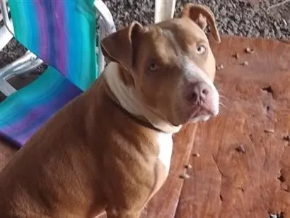 Cachorro raça Pit-Bull idade 3 anos nome Brutos