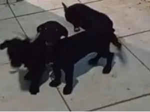 Cachorro raça SRD-ViraLata idade 2 a 6 meses nome Não tem