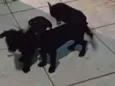 Não tem