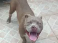 Bruce