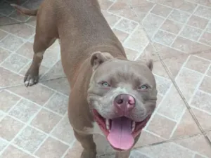 Cachorro raça Pit-Bull idade 1 ano nome Bruce