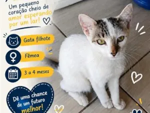 Gato raça SRD-ViraLata idade 2 a 6 meses nome Não tem.