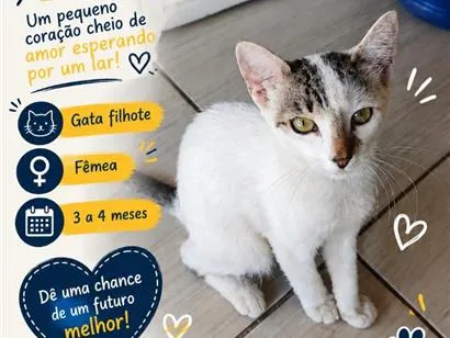 Gato raça SRD-ViraLata idade 2 a 6 meses nome Não tem.