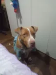 Brutos