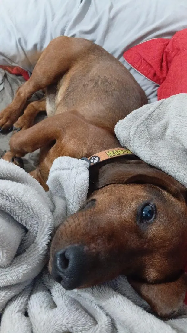 Cachorro raça SRD-ViraLata idade 7 a 11 meses nome tobby