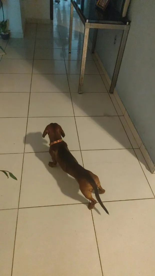 Cachorro raça SRD-ViraLata idade 7 a 11 meses nome tobby