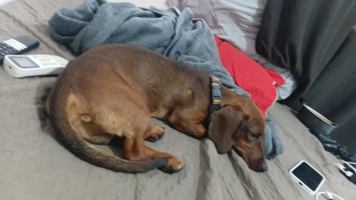 Cachorro raça SRD-ViraLata idade 7 a 11 meses nome tobby