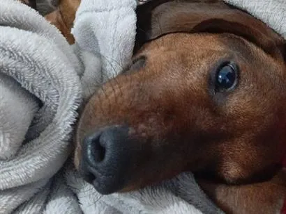 Cachorro raça SRD-ViraLata idade 7 a 11 meses nome tobby