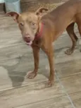 safira